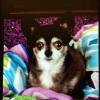 lovemychihuahua
