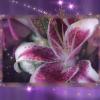 Stargazerlilies77