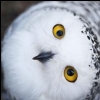 HedwigPotter