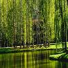 Willow822