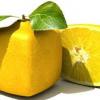 Lemon109