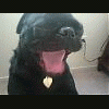 puggylady