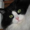CatLass