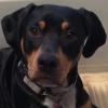 Catahoula Mom