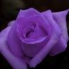 lauriev
