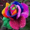 RoseyRose