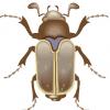 RoachBug