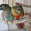 Hulabird