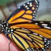 ButterflySeoul