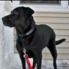 ForeverLabradorFan