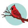 Redberd