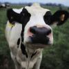 Dairymary