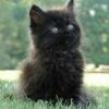 MissMeowsy