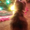 Little LuLu