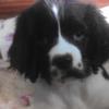 puppyloverls3