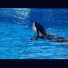 whaletail