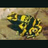 beedo98