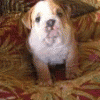Petphoto