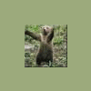 lapbandbear