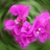 prettyinpink