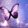 BandedButterfly