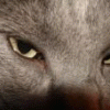 willowcat