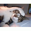 tincat
