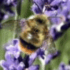bumble-bee