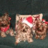 yorkiemomof3