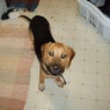 buddyboo