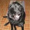 imaluckydog