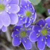 daisymovie