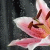 pinklily27