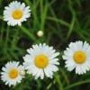 Mommy1558