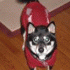 shibalover