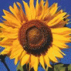sunflowergirl